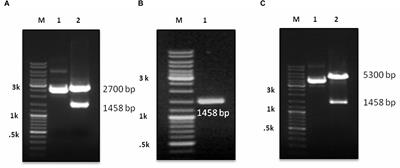 Development of Multispecies Recombinant Nucleoprotein-Based Indirect ELISA for High-Throughput Screening of Crimean-Congo Hemorrhagic Fever Virus-Specific Antibodies